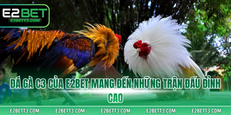 Đá gà C3 của E2BET mang đến những trận đấu đỉnh cao
