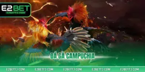 Đá Gà Campuchia - Full Trận Đấu Hấp Dẫn, Thưởng Khủng